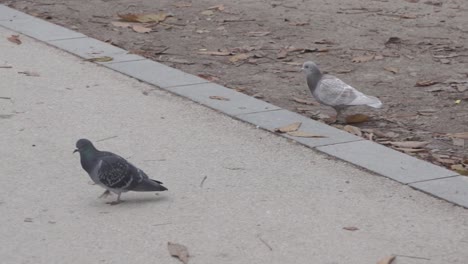 two lovely pigeons walking across the street