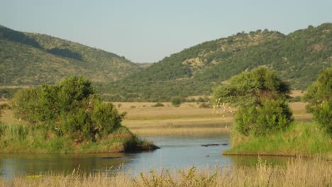 hipoppotamus underwater in pilanesberg national park in south africa