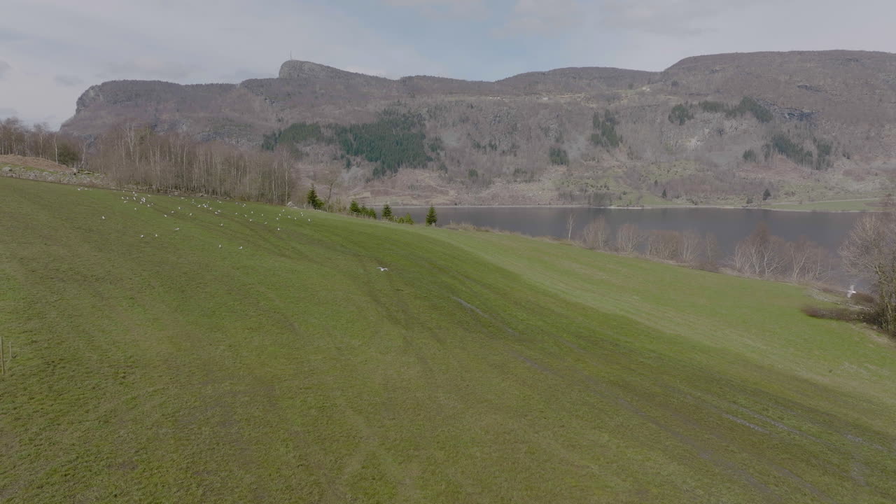 стадо орлов, сидящих на оплодотворенном зеленом сельскохозяйственном поле с горным хребтом на заднем плане