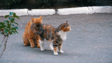 dakloze mars rode kat en driekleurige kat in het stadspark