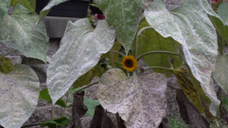 el pequeño girasol está sonriendo