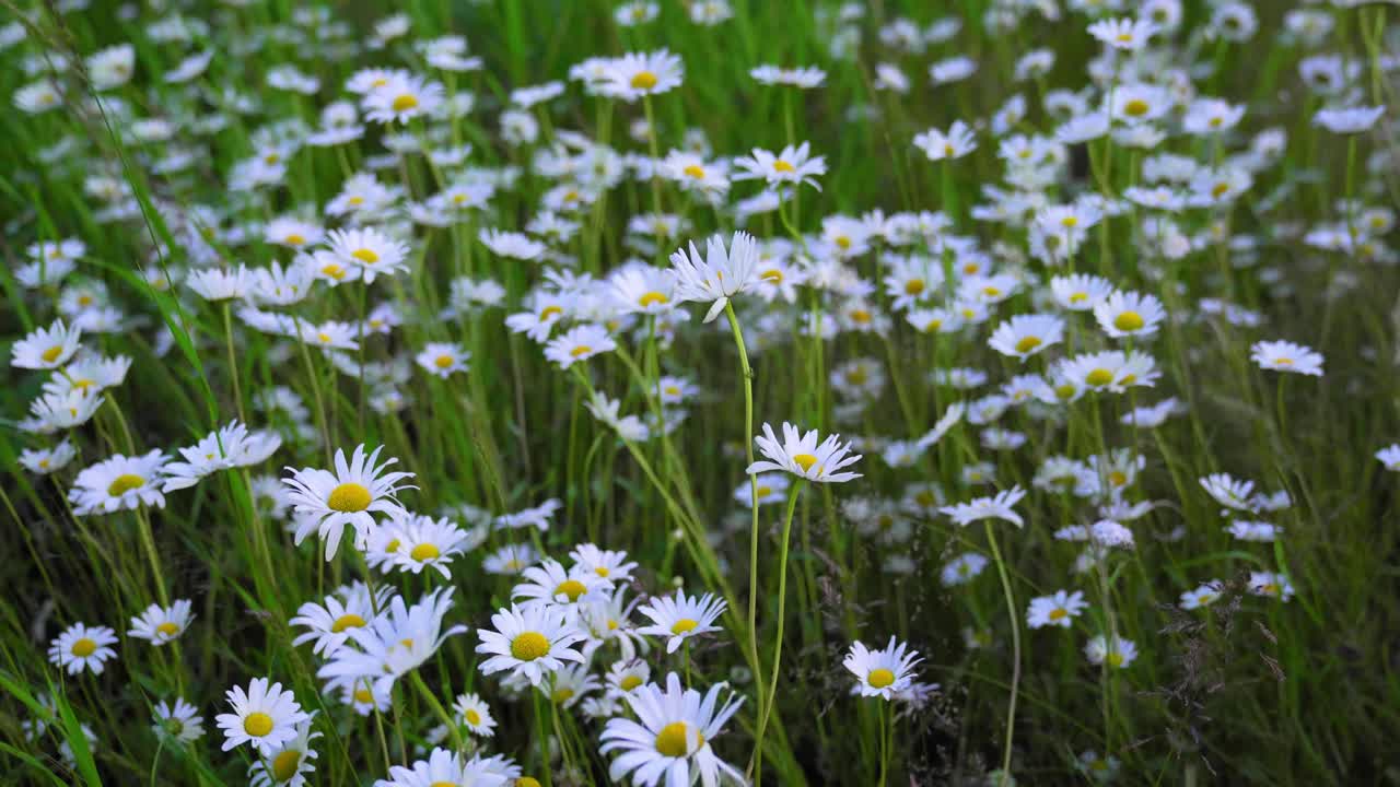Cinematic view of a small field of Chamomile which move in the wind