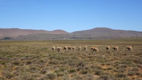 cría de ovejas en el karoo central