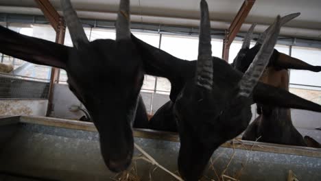 silly goats up close eating hay on a farm