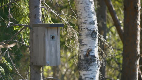 Kleiner-Vogel,-Bachstelze,-Fliegt-Aus-Dem-Vogelhaus