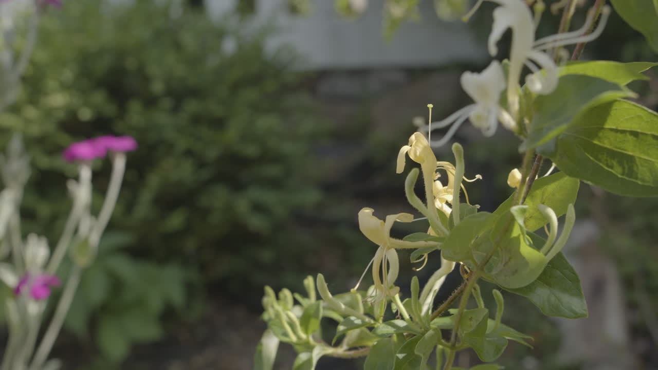 vid de madreselva en flor en el jardín con flores amarillas cerrar detalle