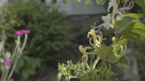 Geißblatt-Rebe-In-Voller-Blüte-Im-Garten-Mit-Gelben-Blumen-Nahaufnahme-Detail