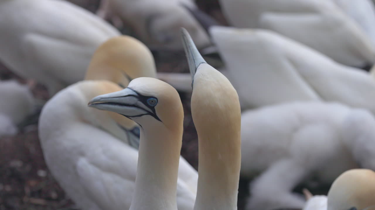 Northern gannet face close up in 4k 60fps slow motion taken at ile Bonaventure in Perc&eacute;, Qu&eacute;bec, Gasp&eacute;sie, Canada
