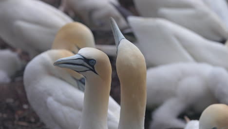 Northern-gannet-face-close-up-in-4k-60fps-slow-motion-taken-at-ile-Bonaventure-in-Percé,-Québec,-Gaspésie,-Canada