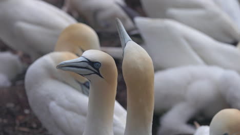 la cara del gannet del norte de cerca en 4k 60 fps cámara lenta tomada en ile bonaventure en percé, quebec, gaspésie, canadá