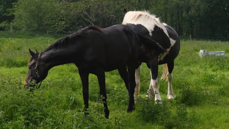 Dos-Caballos-Pastando-En-Un-Prado-Exuberante-En-El-Lado-Del-Campo-De-La-Granja-Inglesa-Reino-Unido-Gran-Bretaña-Inglaterra-3840x2160-4k