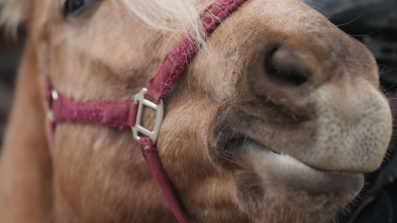 Interacción amable entre un hombre y un corcel, amistad genuina demostrada a través de un vínculo diurno con el caballo, demostración auténtica de compañerismo y tacto delicado compartido por un granjero y un caballo a la luz del sol.