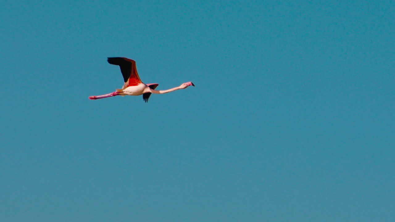 푸른 하늘에서 날아다니는 분홍색 플라밍고 새, 느린 동작, 추적