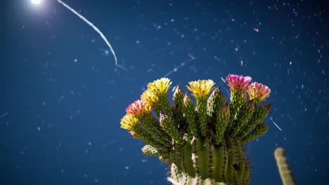 a stunning display of blooming cacti under a starry sky with shooting stars capturing the beauty of nature's resilience and wonder