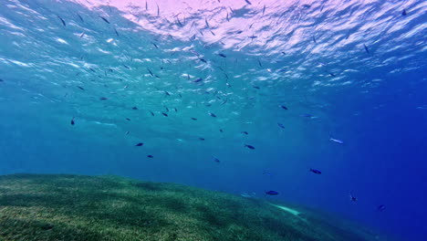 looking up from the ocean floor we see a school of fish near the surface