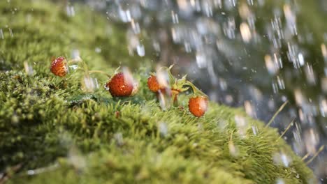 drops of spring rain fall on wild strawberry in the forest. shot on super slow motion camera 1000 fps.