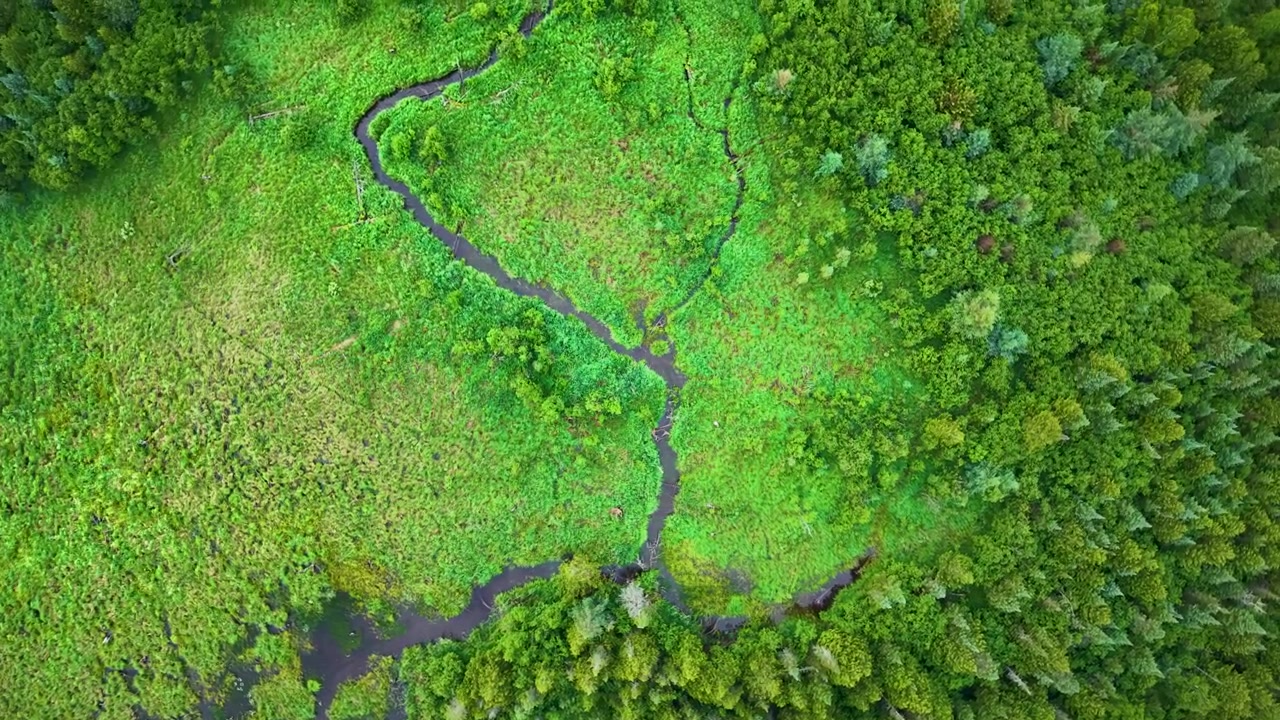 A top down drone view reveals varied green evergreen treetops beside a narrow wetland channel in the Upper Peninsula of Michigan.