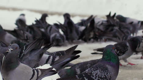 Pigeons-swarmed-together-on-the-snowy-ground