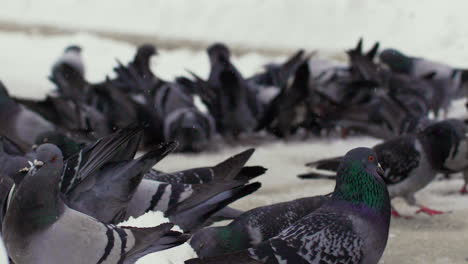 palomas enjambradas juntas en el suelo nevado