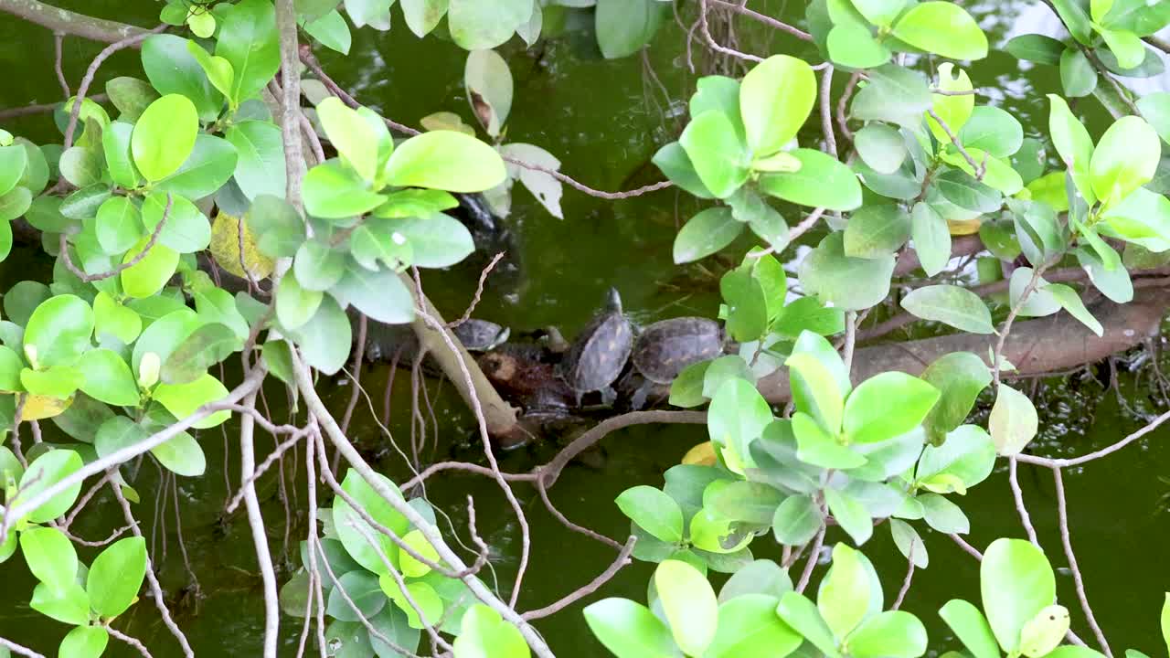 물 위 의 가지 에 고 있는 거북이 들