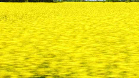 close flyover of blooming yellow rapeseed flowers forming vibrant sea of color in field