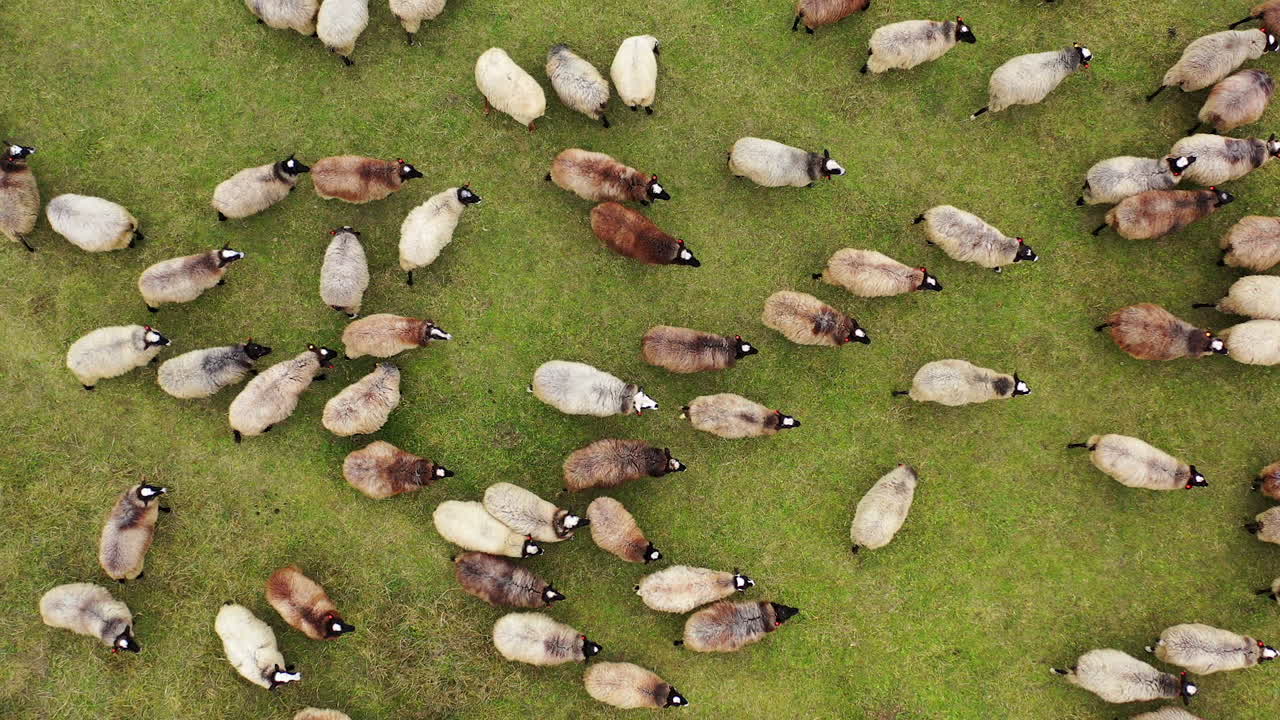 Aerial view of beautiful green hill pasture with herd of sheep. Drone video of domestic animals at green field.