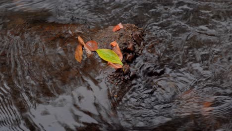 Hojas-Caídas-Sobre-Una-Pequeña-Roca-En-Un-Arroyo