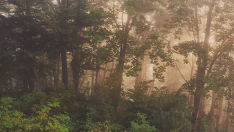 medium wide left dolly shot of a misty and sunny forest in poland early in the morning