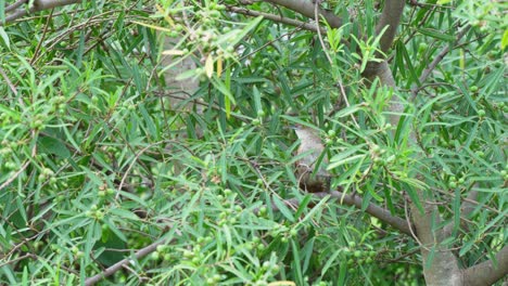 Hornero,-Pájaro-Espinoso-De-Pecho-Pecoso,-Phacellodomus-Striáticollis-Posado-En-Una-Rama-En-Los-Humedales-De-Ibera