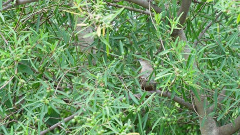 Ovenbird, freckle-breasted thornbird, phacellodomus striaticollis perching on a branch at Ibera Wetlands