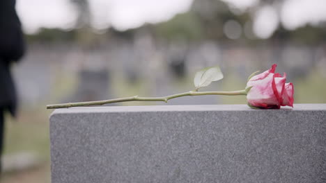 funeral, cemetery and person with rose