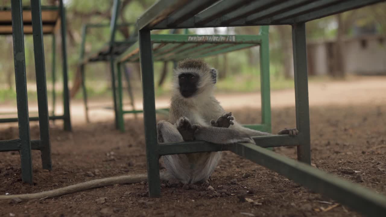 pequeño mono en la naturaleza mira a su alrededor con curiosidad debajo de un banco en busca de comida de los turistas en áfrica tanzania 25 fps en cámara lenta