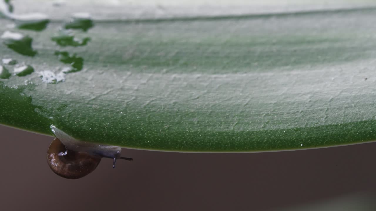 Snail Moving Upside Down on a Leaf