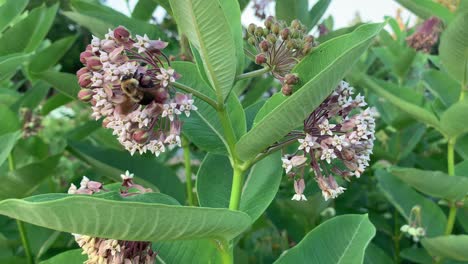 bumblebee on milkweed plant habitat