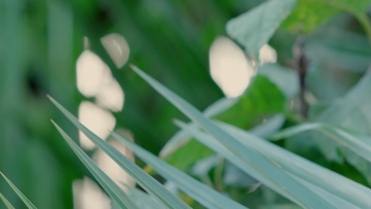 Some greenery in the garden shot with cinema gear