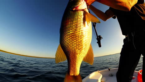 man catches a fish at sunset from a boat