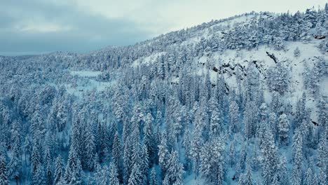 Volando-Hacia-Los-árboles-Del-Bosque-De-Abetos-Cubiertos-De-Nieve-En-La-Montaña