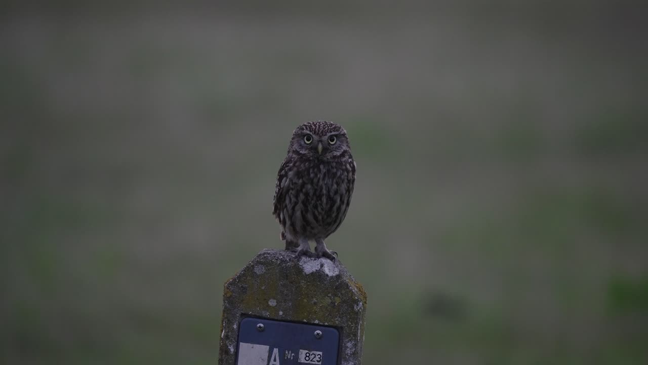 Wildlife pull focus close up shot of a cute little owl, athene noctua perched still on a roadside pole, staring right into the camera