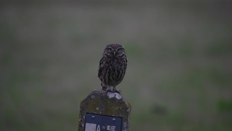 wildlife pull focus close up shot of a cute little owl, athene noctua perched still on a roadside pole, staring right into the camera