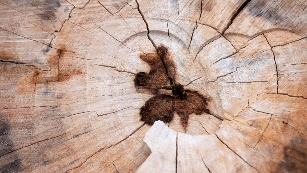 Discover the intricate details of tree rings through a zoom video showcasing nature's beauty.
