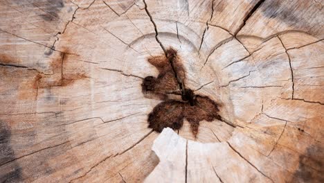 discover the intricate details of tree rings through a zoom video showcasing nature's beauty.