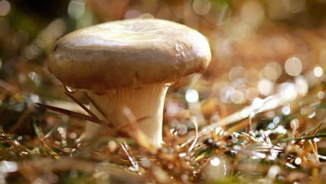 Boletus-De-Setas-En-Un-Bosque-Soleado.