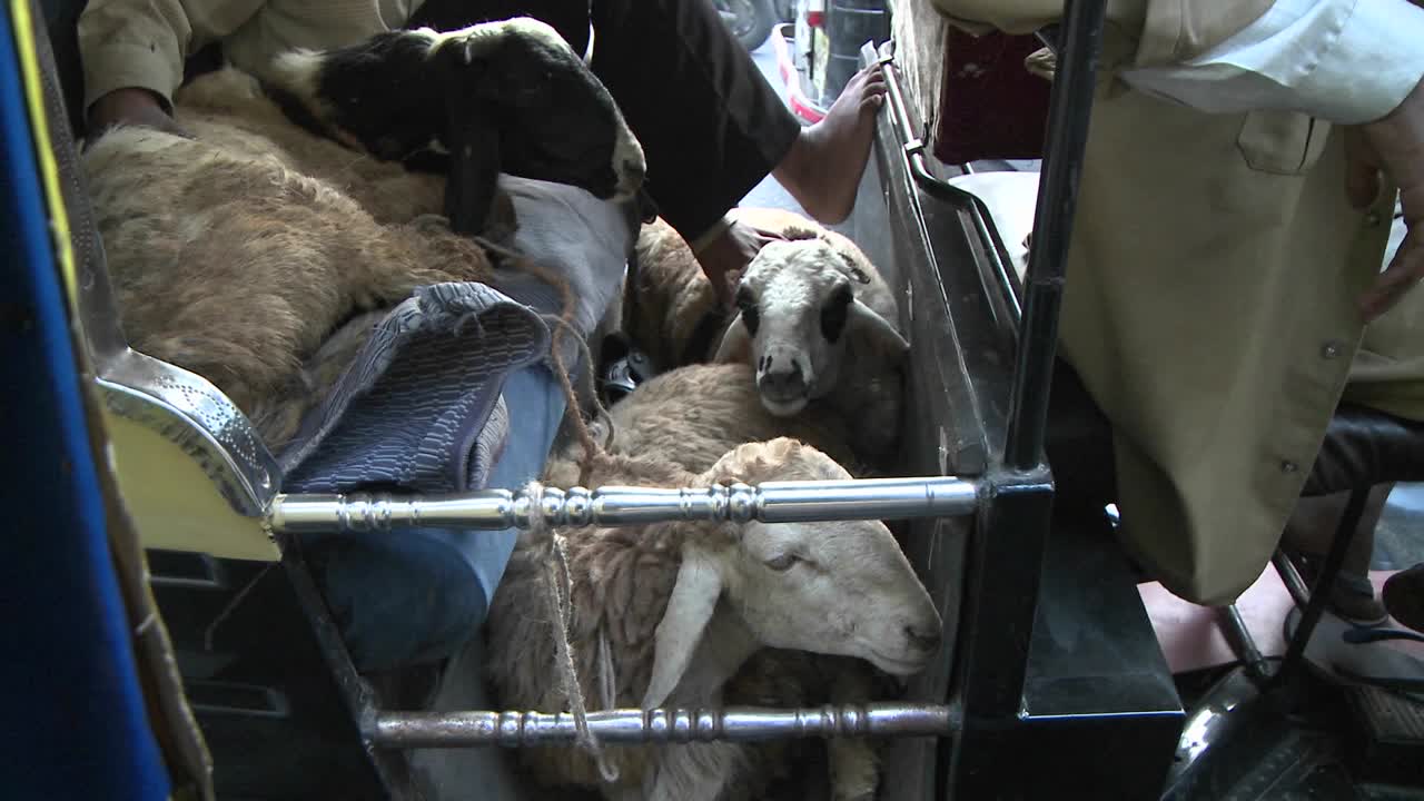 사람들은 사람과 동물을 태운 작은 노란색 자동차와 오토바이를 운전합니다.