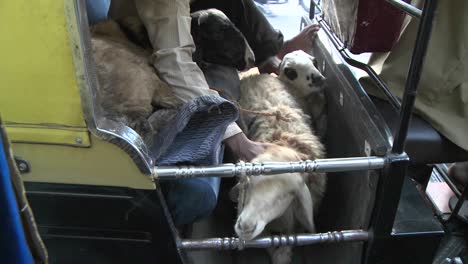 Leute-Fahren-Kleine-Gelbe-Autos-Und-Motorräder,-Die-Menschen-Und-Tiere-Befördern