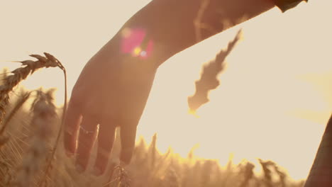 A-woman-farmer-is-on-the-field-and-monitors-the-wheat-crop.-Rear-view.-slow-motion-video.-A-woman-farmer-is-on-the-field-and-monitors-the-wheat-crop.-Rear-view.