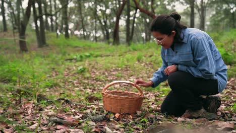 Mujer-Recogiendo-Hongos-Lactarius-Deliciosus-Y-Poniéndolos-En-Una-Canasta