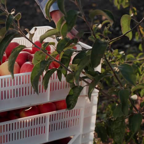 cajas con manzanas recién recolectadas debajo de un árbol en el jardín
