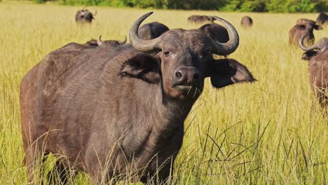 african buffalo herd, africa animals on wildlife safari in masai mara in kenya at maasai mara national reserve, nature shot in savannah plains and long tall grass scenery on hot sunny day