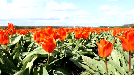 los tulipanes rojos ondeando en el viento