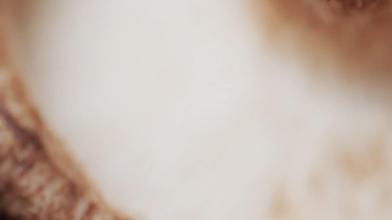 micro vídeo de un primer plano de un hongo con espacio de copia